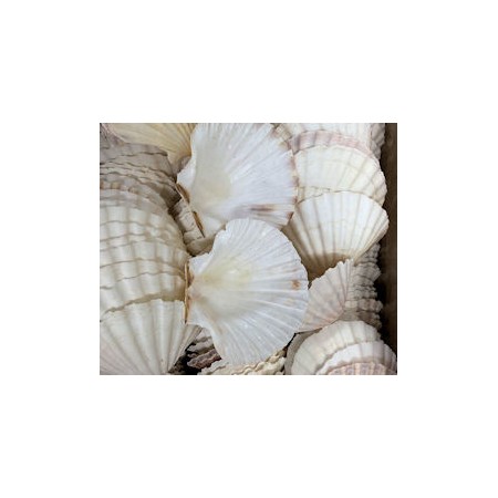 GUSCI CAPPE. 10/11 cm